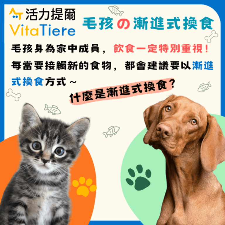 毛孩的漸進式換食