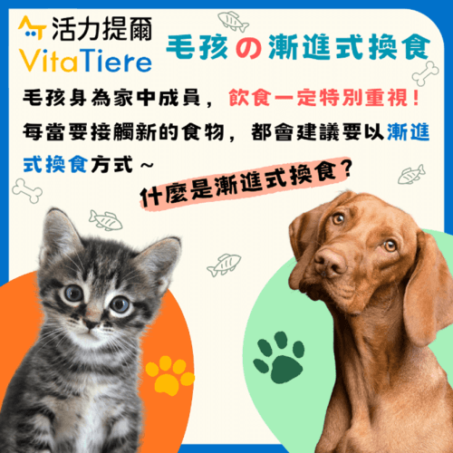 毛孩的漸進式換食